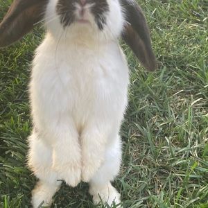 Meet your Posher, Noor